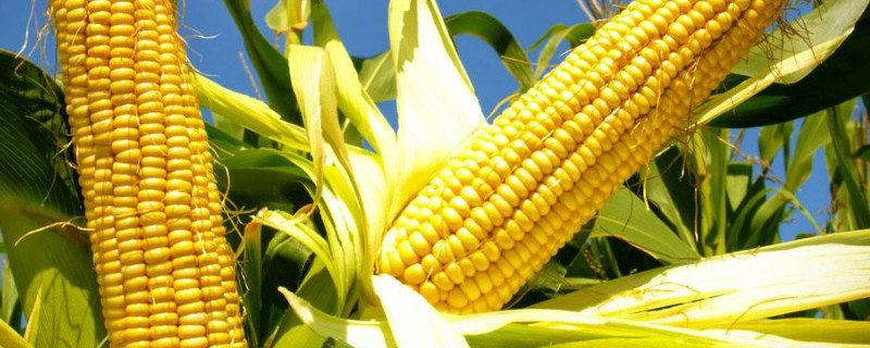 春棒子什么时候种植 棒子什么季节成熟