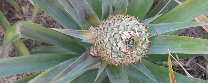 菠萝根盆栽的方法 菠萝根种植