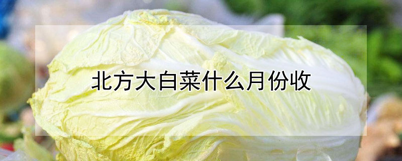 北方大白菜什么月份收 北方什么时候收白菜