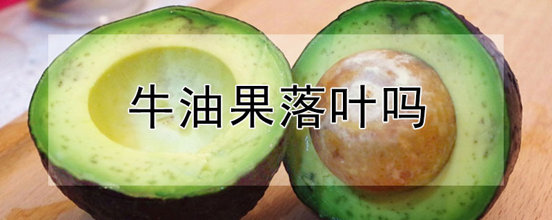 牛油果落叶吗（牛油果树落叶吗）