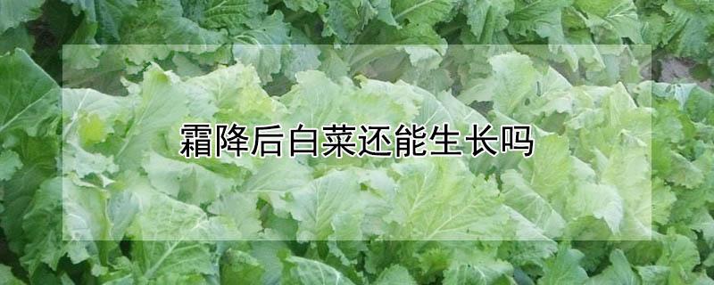 霜降后白菜还能生长吗 霜降后白菜还能生长吗图片