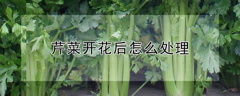 芹菜开花后怎么处理（芹菜开花吗?）