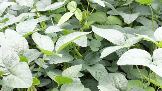 黄豆和毛豆是不是一种东西 黄豆和毛豆是不是一种东西 段子