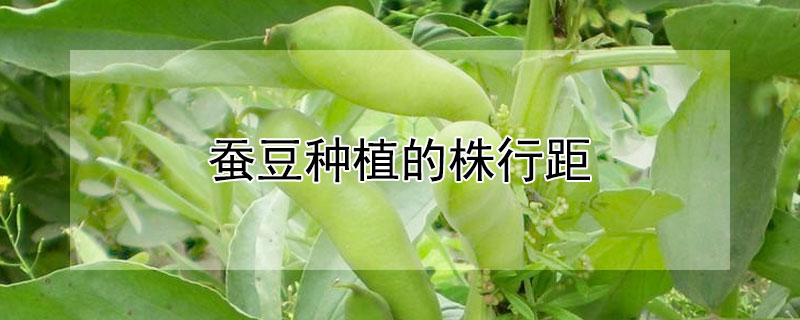 蚕豆种植的株行距（蚕豆种植行距株距）