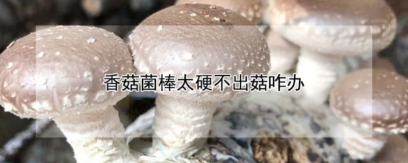 香菇菌棒太硬不出菇咋办（香菇菌棒发软）