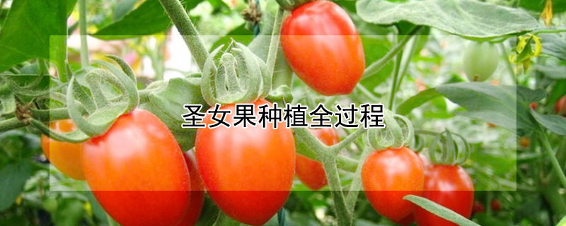 圣女果种植全过程（圣女果种植全过程 多长时间）