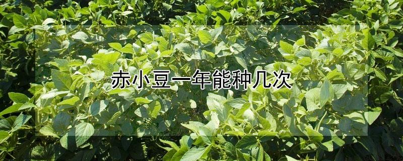 赤小豆一年能种几次（赤小豆种植时间）