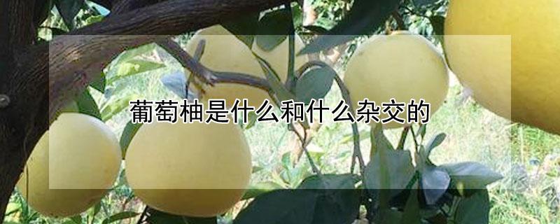 葡萄柚是什么和什么杂交的 葡萄柚是什么和什么杂交的品种