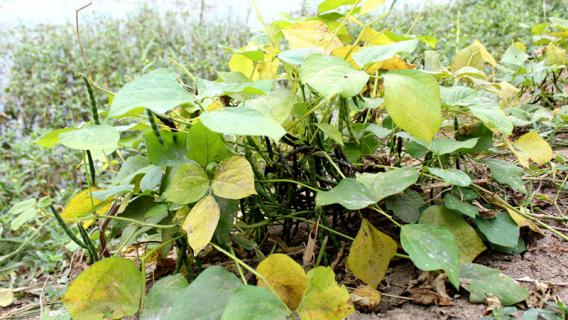 绿豆怎么发芽 绿豆怎么发芽过程