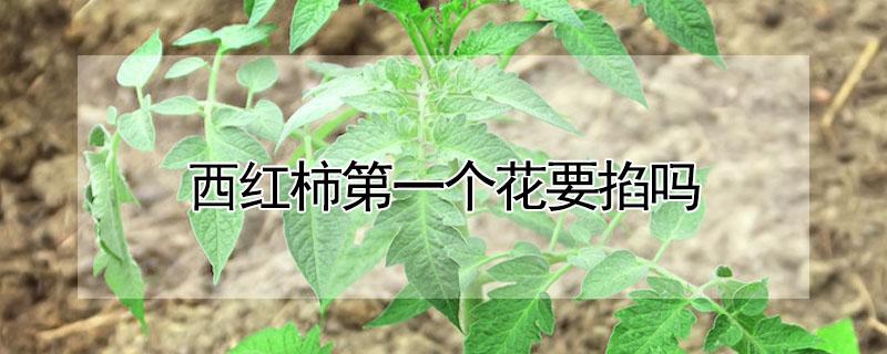 西红柿第一个花要掐吗 西红柿第一次开的花要掐掉吗