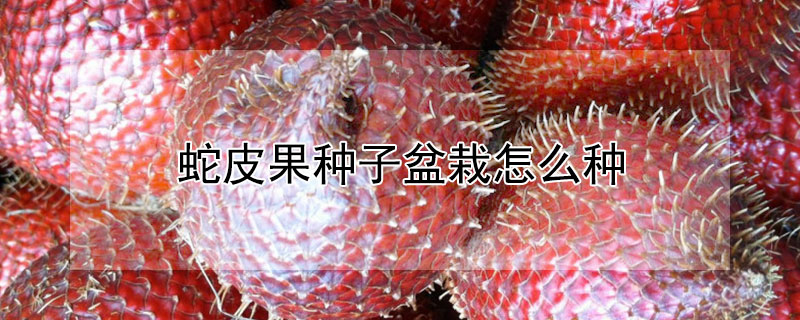 蛇皮果种子盆栽怎么种（蛇皮果的种子怎么种植）