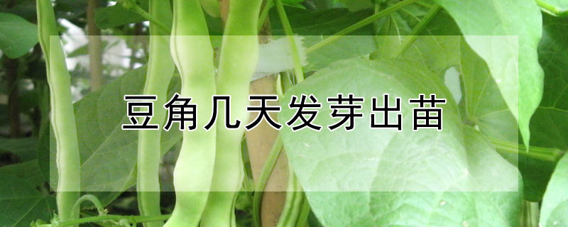 豆角几天发芽出苗 豆角几天发芽出苗啊