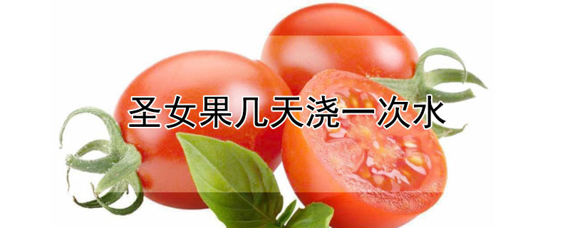 圣女果几天浇一次水 圣女果多久浇一次水