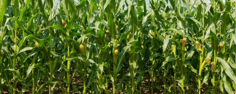 玉米地怎么耕（玉米地春耕怎样整地）