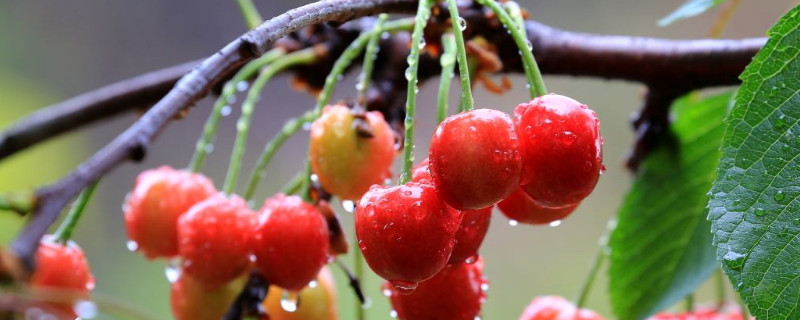 樱桃树苗的种植方法 俄罗斯8号大樱桃树苗的种植方法