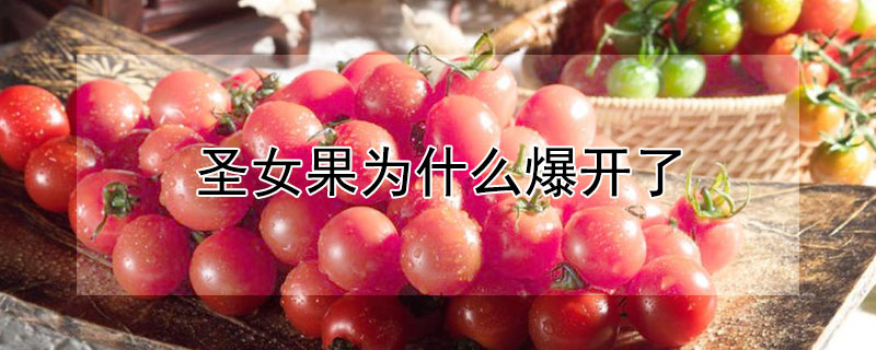 圣女果为什么爆开了（圣女果为什么会开裂）