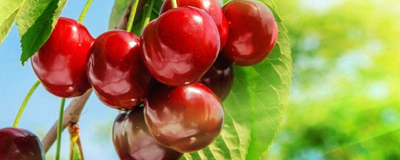 大棚樱桃和露天樱桃的区别 大棚樱桃与露天樱桃