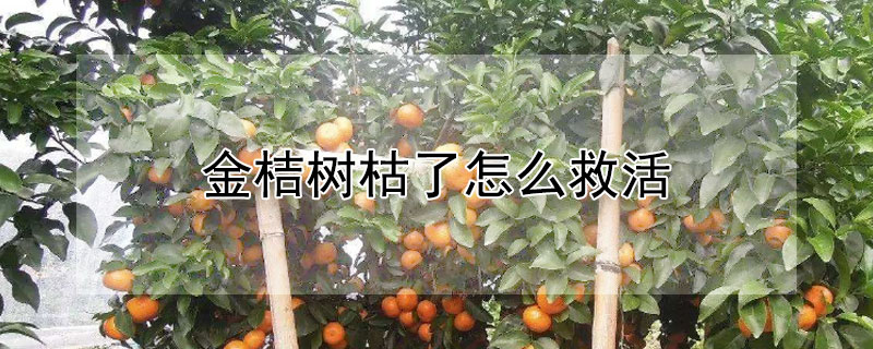 金桔树枯了怎么救活（金桔树枯枝怎么办）