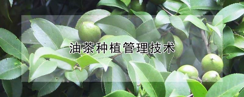 油茶种植管理技术（油茶种植管理技术培训）