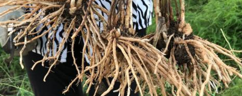 芦笋根的种植方法和时间（芦笋根的种植方法和时间图片）