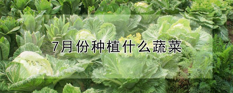 7月份种植什么蔬菜（7月份种什么蔬菜?）