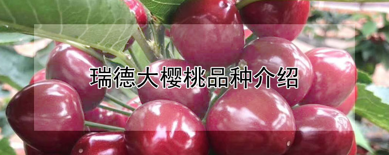 瑞德大樱桃品种介绍（瑞德大樱桃品种介绍图片）