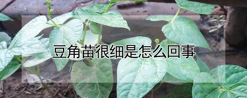 豆角苗很细是怎么回事 豆角苗不长是怎么回事