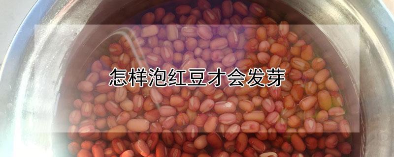 怎样泡红豆才会发芽（怎样泡红豆才会发芽呢）