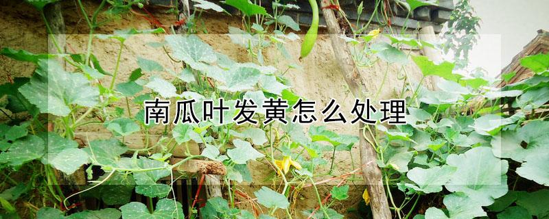 南瓜叶发黄怎么处理 南瓜叶发黄怎么处理掉