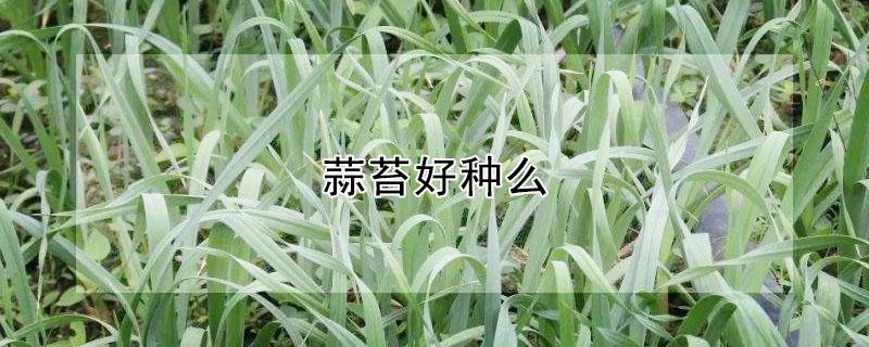 蒜苔好种么 种蒜苔哪一种蒜种比较好