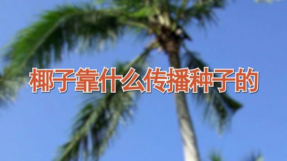 椰子靠什么传播种子的 椰子靠什么传播种子的方法有哪些