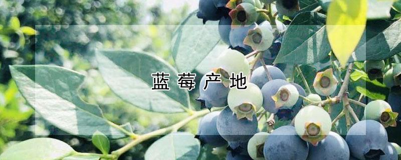 蓝莓产地 蓝莓产地主要在哪个省