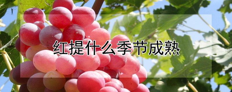 红提什么季节成熟 红提一般几月份成熟