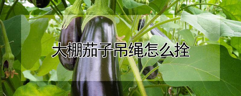 大棚茄子吊绳怎么拴 大棚茄子怎样吊绳