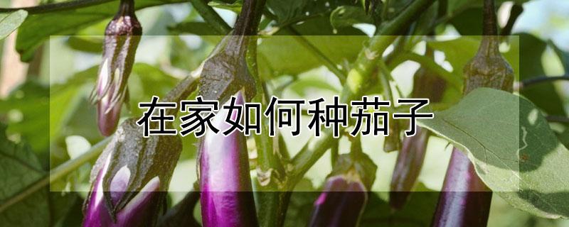 在家如何种茄子 家里种茄子怎么种