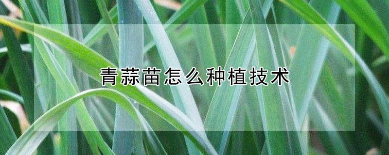 青蒜苗怎么种植技术（青蒜苗怎么种植技术与管理）