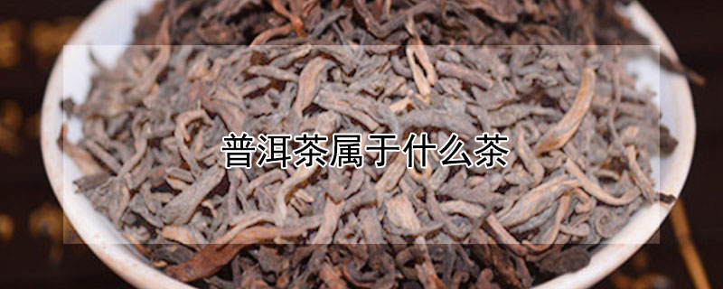 普洱茶属于什么茶（普洱茶属于什么茶类是红茶还是绿茶）