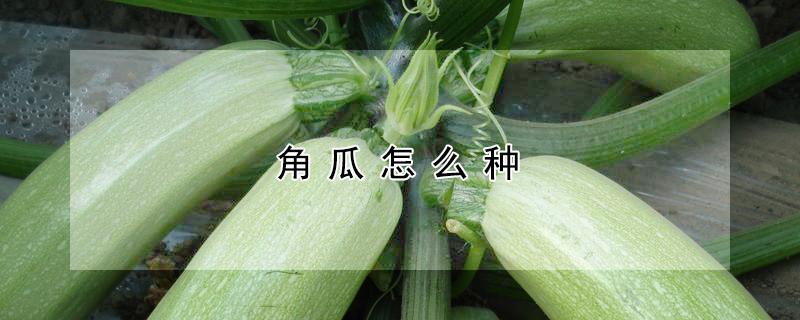 角瓜怎么种（角瓜怎么种植）