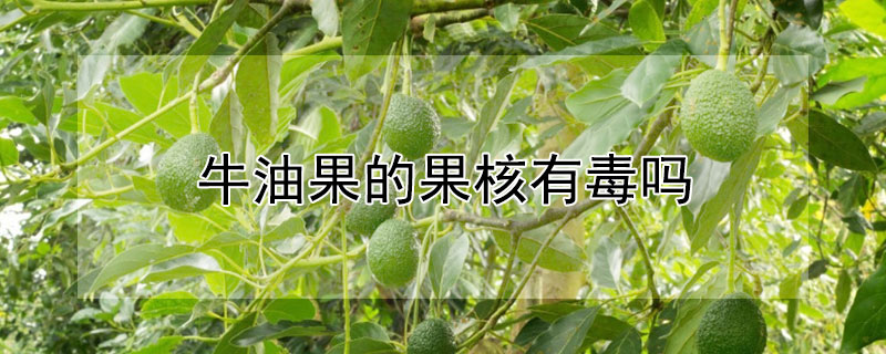 牛油果的果核有毒吗 牛油果的核有毒吗能吃吗