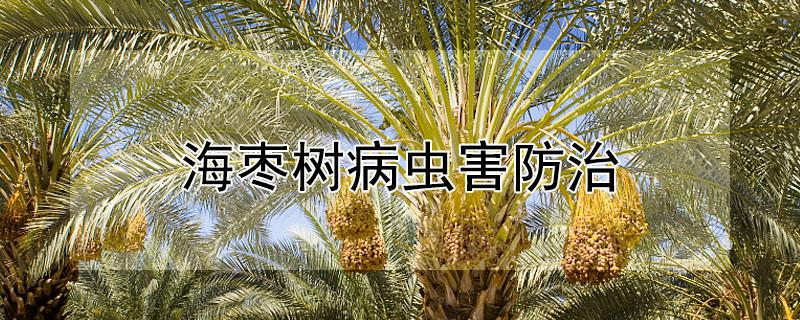 海枣树病虫害防治 海枣树病虫害防治视频