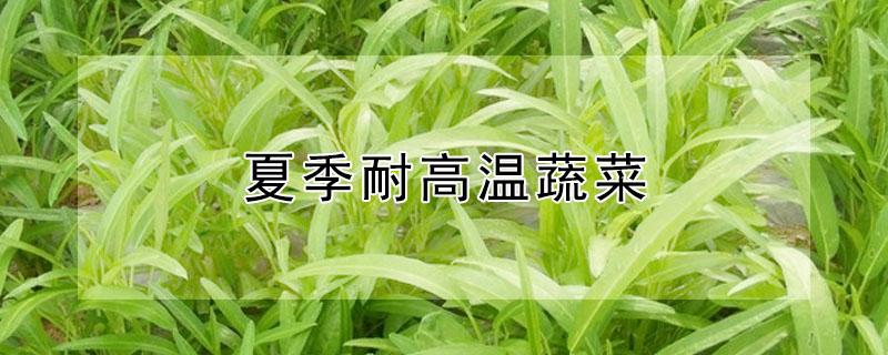 夏季耐高温蔬菜 夏季耐高温蔬菜种什么
