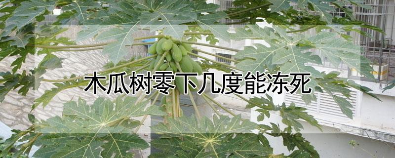 木瓜树零下几度能冻死 木瓜树零下几度能冻死吗