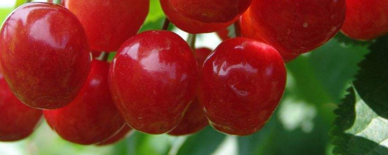 樱桃种子怎么种 樱桃种子怎么种发芽率高