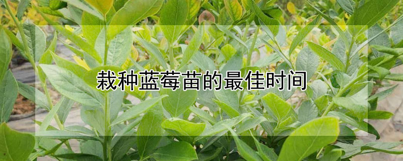 栽种蓝莓苗的最佳时间（栽种蓝莓苗的最佳时间是几月份）