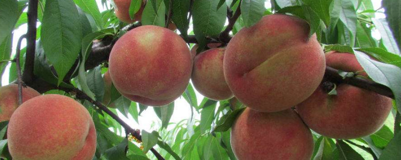 桃子什么时候套袋 桃子什么时候套袋怎么套最好