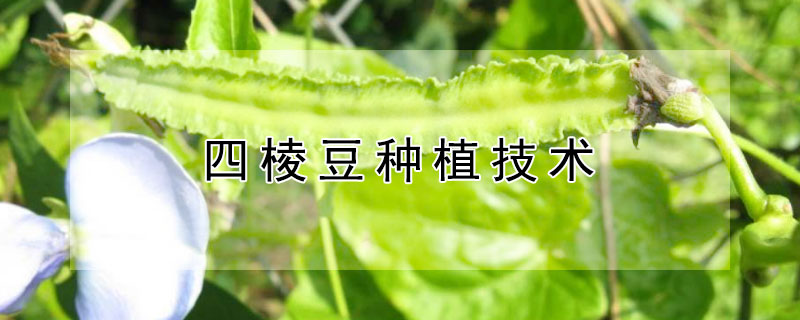 四棱豆种植技术（四棱豆种植技术与时间）