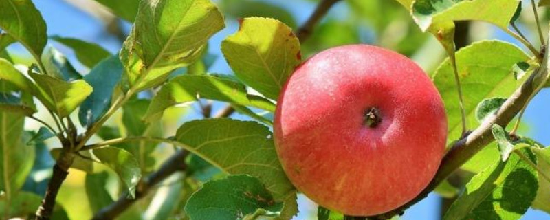 河南适合种植什么果树 河南适合种植什么果树大全
