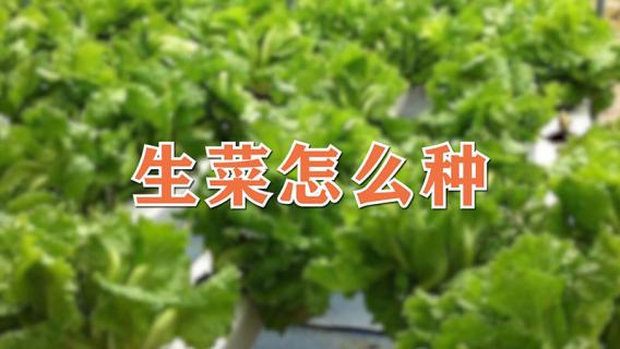 生菜怎么种（生菜怎么种植）