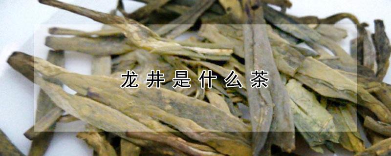 龙井是什么茶 龙井是什么茶是红茶还是绿茶