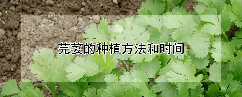 芫荽的种植方法和时间 芫荽的种植方法和时间视频
